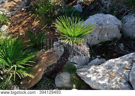 A Little Palm Plant I The Oast Of Capo Caccia