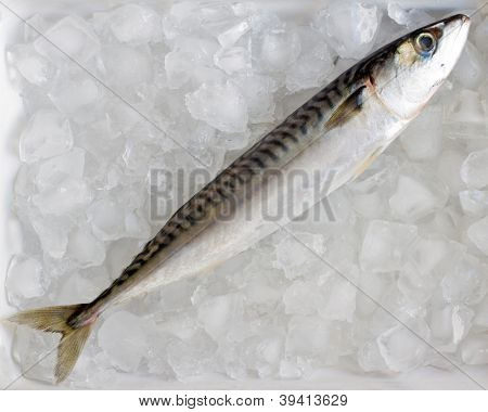 Seafood - tuoretta makrillia kalastaa jään