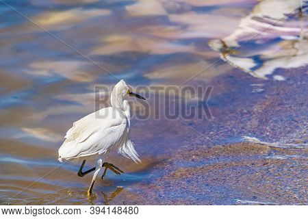 White Stork At Coast Beach, Montevideo, Uruguay