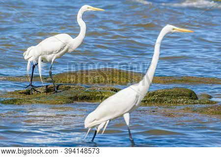 White Storks At Coast Beach, Montevideo, Uruguay