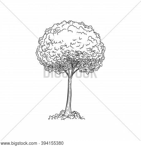 Vector Sketch Illustration. Black Silhouette Of Japanese Maple Isolated On White Background. Palmate