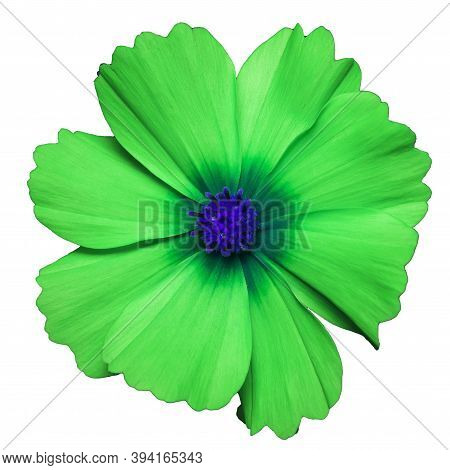 Green Flower Of Cosmea Bipinnatus, Cosmos Bipinnatus, Isolated On A White Background