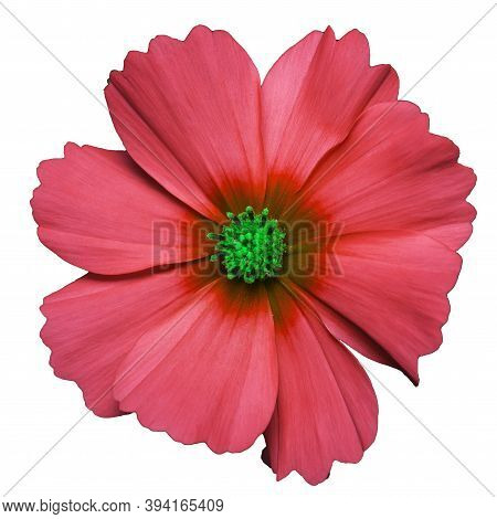 red flower of cosmea bipinnatus, Cosmos bipinnatus, isolated on a white background
