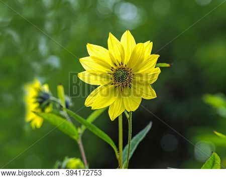 Closeup Of A Lovely Yellow Narrow-leaves Sunflower, Helianthus Angustifolius, In A Sunny Garden