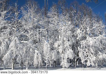 A Group Of Snow-covered Trees Against A Blue Sky In A Winter Park