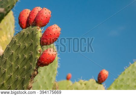 Prickly Pears On Plant
