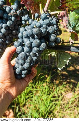 Close Up Of Berries And Leaves Of Grape-vine. Single Bunch Of Ripe Red Wine Grapes Hanging On A Vine