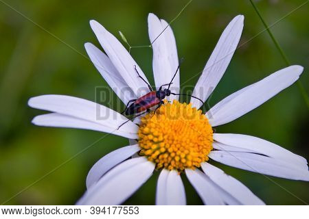 Beetle On Chamomile Flower Close-up. Kehler's Barbel, Or Kehler's Red-winged Latin Purpuricenus Kaeh