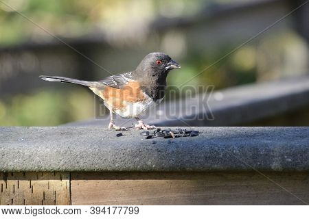 A Closeup Of A Spotted Towhee On A Fence.   Burnaby Bc Canada