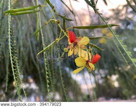 Parkinsonia Tree (lat.parkinsonia Aculeata) Blooming With Yellow Flowers