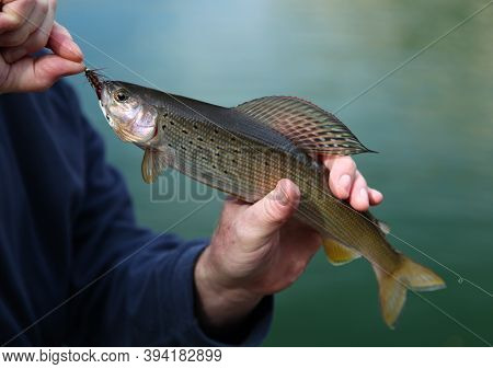 Fly Fisherman Holding Arctic Grayling (thymallus Arcticus) In Beartooth Mountains, Montana