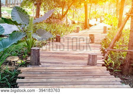 Beautiful Rain Forest At Nature Trails In Thailand