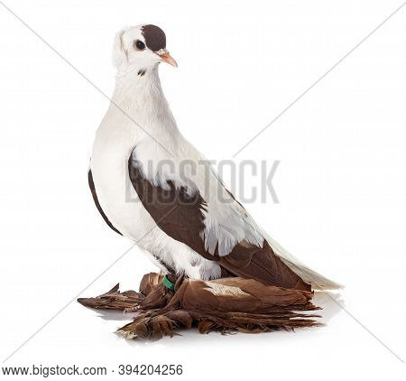 Cigogne De Saxe In Front Of White Background