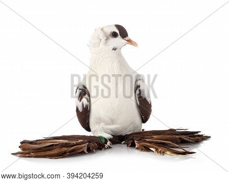 Cigogne De Saxe In Front Of White Background
