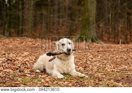 Golden Retriver Playing With A Stick In The Meadow