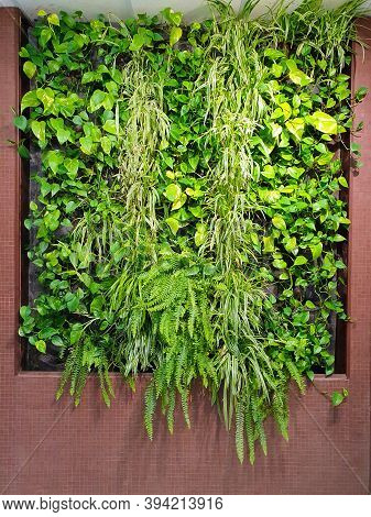 Phytowalls For Vertical Gardening. Planting Of Greenery. Herb Wall, Plant Wall, Natural Green Wall P