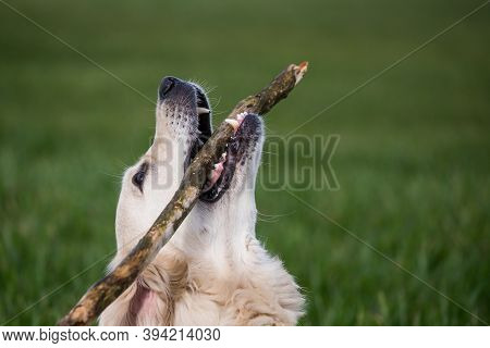 Golden Retriver Playing With A Stick In The Meadow