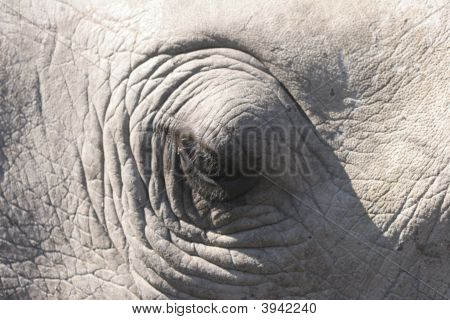 Rhino Auge