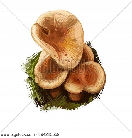 Lactarius Subdulcis, Mild Milkcap Or Beech Milk Cap Mushroom Closeup Digital Art Illustration. Rusty