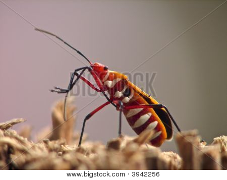 Orange Harlequin Bug