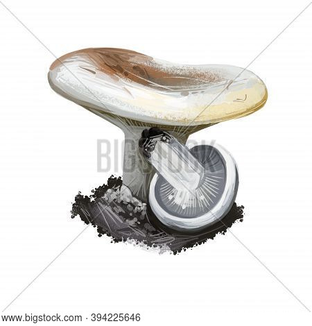 Lactifluus Or Lactarius Deceptivus, Deceiving Milkcap Mushroom Closeup Digital Art Illustration. Fun