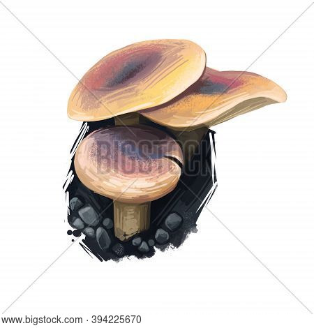 Lactifluus Or Lactarius Volemus, Weeping Milk Cap And Voluminous Latex Milky Mushroom Digital Art Il