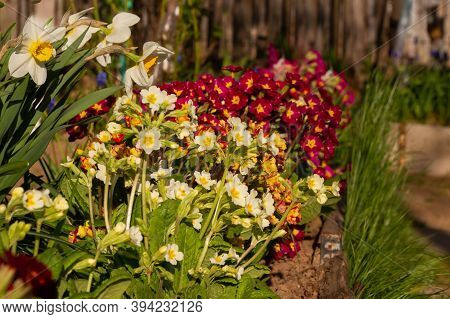 Beautiful Multi-colored Bright Primrose Flowers In A Flower Bed. White Daffodils In The Garden.