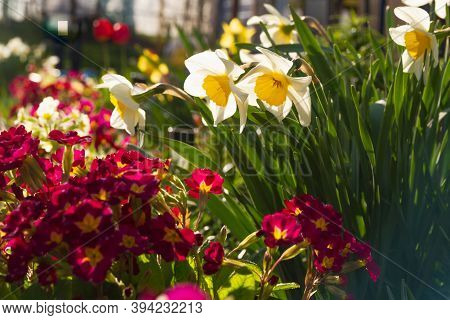 Beautiful Multi-colored Bright Primrose Flowers In A Flower Bed. White Daffodils In The Garden.