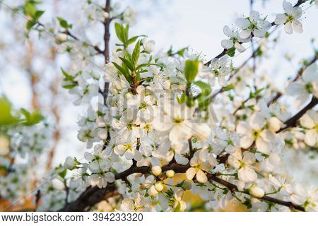 A Cherry Blossoms Composed Of Aggregates That Grow On The Thinnest Branches Of Cherry Blossom's Tree