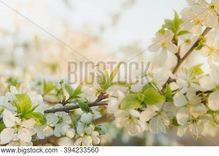 A Cherry Blossoms Composed Of Aggregates That Grow On The Thinnest Branches Of Cherry Blossom's Tree