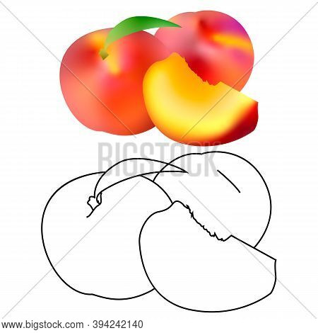 Realistic Ripe Peaches, Whole And Slice. Juicy Sweet Fruit Realistic 3d And Line Vector High Detail 