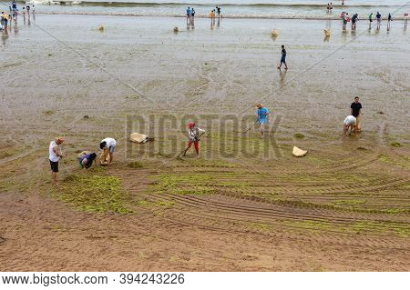 Workers Cleaning Sea Lettuce Algal Bloom At Qingdao City Beach In China
