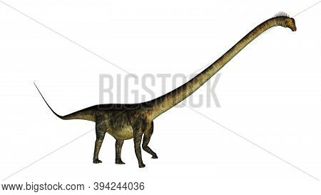 Barosaurus Dinosaur Walk Isolated In White Background - 3d Render