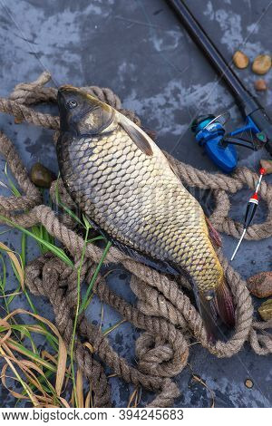 Fishing Catch. The Common Carp, Cyprinus Carpio. In Central Europe, Fish Is A Traditional Part Of A 