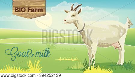 Goat On Meadow With Sunrise In Background. Bio Farm Milk. Realistic. 3d Mockup Product Placement
