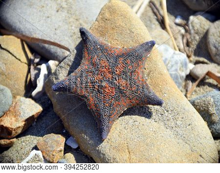 Black And Red Sea Star Patiria Pectinifera From Japanese Sea, On Stone. Russia