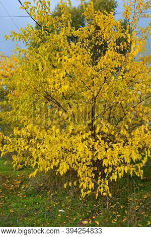 Beautiful Autumn Landscapes With Yellow Trees, Large Shrubs, Wild Grass And Ukrainian Nature. Indesc