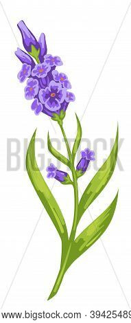 Violet Orchids With Thick Stem And Foliage Vector