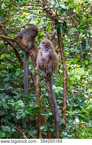 Funny Bamboo Lemurs On A Tree Branch Watch The Visitors