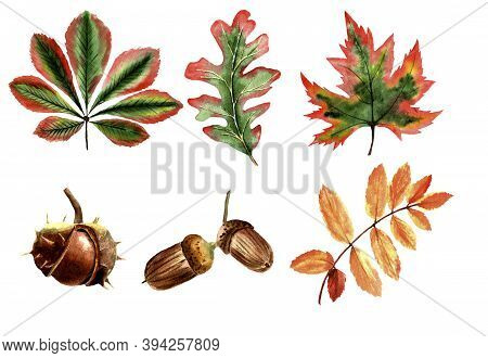 Set Of Autumn Leaves, Chestnut, Acorn In Watercolor On Transparent Background