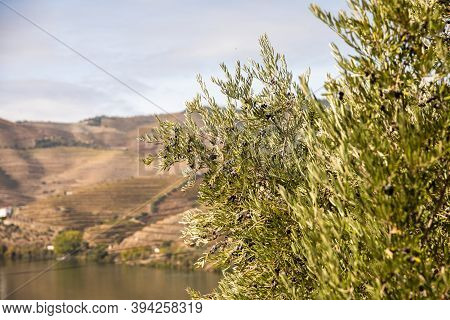 Top View Of River, The Hills With The 