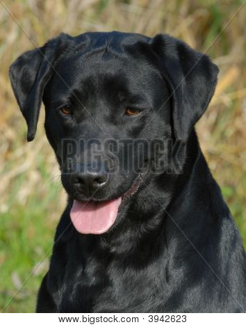 Musta labradorinnoutaja Head Shot
