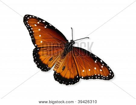 Královna motýlů (Danaos gilippus)