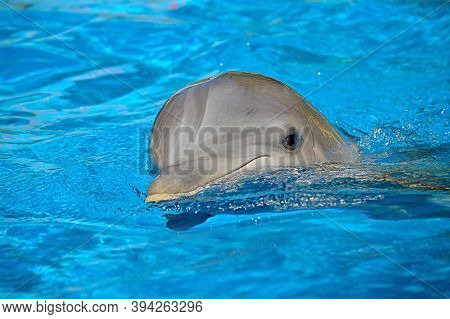 Bottlenose Dolphin Swimming On The Surface Latin Name Tursiops Truncatus