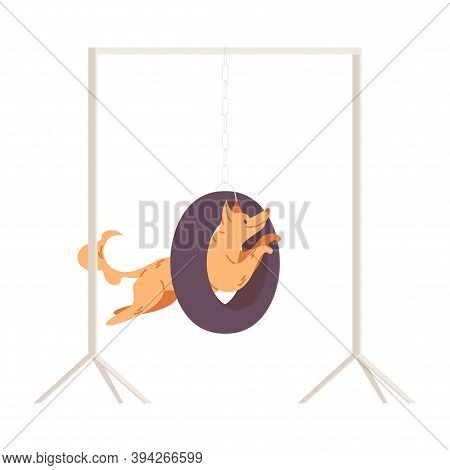 Dog Jumping Into A Wire. Exercise For Pet At School Or At Training Apparatus Isolated On White.