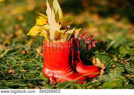 Red Kids Gumboots With Yeallow Leaves Inside. Autumn Coziness With Foliage Inside The Boots. Golden 
