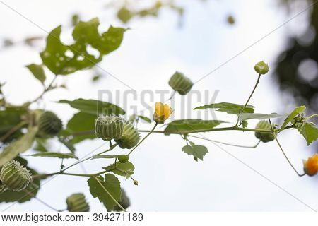 Yellow Flower And Fruits Of Indian Mallow, Chinese Bell Flower Or Country Mallow (abutilon Indicum) 