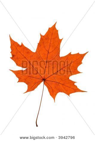 Maple verlof