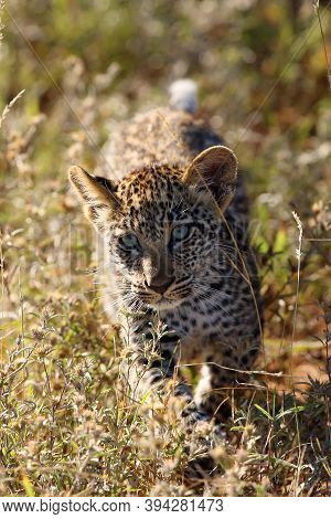 The African Leopard (panthera Pardus), The Cub. A Young Leopard Walks By An Illuminated Colorful Sav