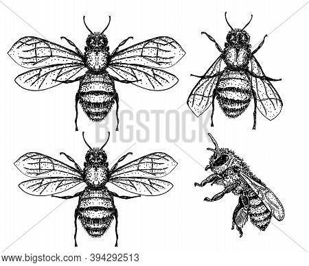 Bees Set. Vector Illustration Of Tree Honey Bee. Hand Drawn Sketch Isolated On White